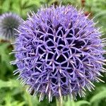 Echinops bannaticus flower picture by Oliver Klein (cc-by-sa)