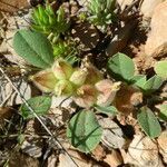 Tripodion tetraphyllum habit picture by Llandrich anna (cc-by-sa)