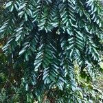 Dysoxylum lenticellatum habit picture by Dieter Albrecht (cc-by-sa)