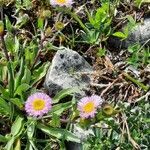 Erigeron alpinus flower picture by Foca Gianluca (cc-by-sa)