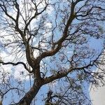 Jacaranda mimosifolia habit picture by yonca ani (cc-by-sa)