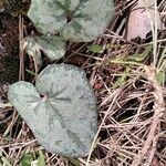 Cyclamen balearicum leaf picture by Jan Ivo (cc-by-sa)