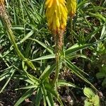 Kniphofia uvaria flower picture by Rameckers Gemma (cc-by-sa)