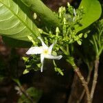 Tabernaemontana arborea flower picture by Nelson Zamora Villalobos (cc-by-nc)