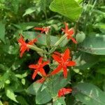 Silene regia flower picture by Adam Martin (cc-by-sa)