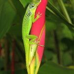 Heliconia caribaea fruit picture by Daniel Barthelemy (cc-by-nc)