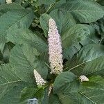 Phytolacca acinosa flower picture by Kačor Martin (cc-by-sa)