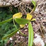 Bulbophyllum nutans leaf picture by Sarami (cc-by-sa)