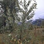 Populus balsamifera habit picture by SarahGregg Currie (cc-by-sa)