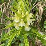 Pedicularis foliosa flower picture by Käch Martin (cc-by-sa)