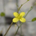 Biscutella lima flower picture by Sylvain Piry (cc-by-sa)