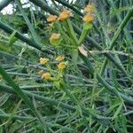 Euphorbia gossypina habit picture by susan brown (cc-by-sa)