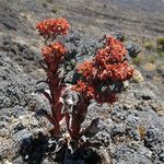 Crassula vaginata flower picture by Fabien Anthelme (cc-by-sa)