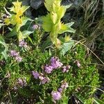 Rhinanthus minor habit picture by michel cosme (cc-by-sa)