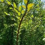 Ulmus alata habit picture by Brad Kelley (cc-by-sa)