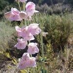 Penstemon palmeri flower picture by Mykala Spangler (cc-by-sa)