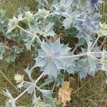 Eryngium maritimum leaf picture by Roelof Zomers (cc-by-sa)