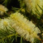 Acacia verticillata (l'hér.) flower picture by arlas (cc-by-sa)