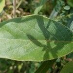 Kennedia rubicunda leaf picture by ian connop (cc-by-sa)