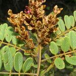 Lonchocarpus rugosus habit picture by Nelson Zamora Villalobos (cc-by-nc)