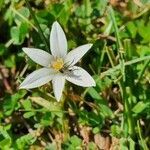 Ornithogalum exscapum flower picture by Conigliaro Ambrogio (cc-by-sa)