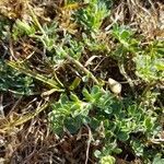 Cytisus decumbens leaf picture by Burgospain (cc-by-sa)