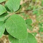 Cotoneaster tomentosus leaf picture by Somma (cc-by-sa)