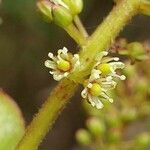 Weinmannia mauritiana flower picture by Schnittler Martin (cc-by-sa)