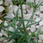 Linaria simplex leaf picture by Stéphane Mars (cc-by-sa)