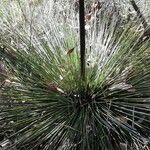 Xanthorrhoea australis leaf picture by Isaac Le (cc-by-sa)