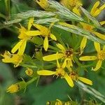 Senecio hercynicus flower picture by Kathrin Nilius (cc-by-sa)