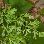 Cnidium silaifolium leaf picture by Martin Bishop (cc-by-sa)