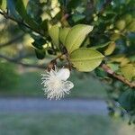 Luma apiculata flower picture by alvarocastrof (cc-by-sa)