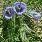 Campanula alpina flower picture by Vincenc J (cc-by-sa)