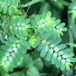 Phyllanthus niruri leaf picture by Rodrigo Pampin (cc-by-sa)