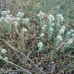 Teucrium polium habit picture by Antoine le Clercq (cc-by-sa)