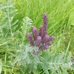 Amorpha canescens flower picture by Danilo Diedrichs (cc-by-sa)