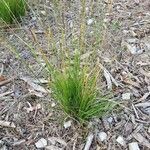 Festuca huonii leaf picture by yoyoy (cc-by-sa)