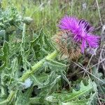 Centaurea sphaerocephala habit picture by Buzzo G (cc-by-sa)