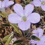 Barleria delamerei flower picture by susan brown (cc-by-sa)