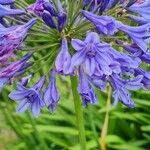 Agapanthus praecox flower picture by Owen Pringle (cc-by-sa)