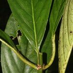 Besleria notabilis leaf picture by Nelson Zamora Villalobos (cc-by-nc)