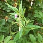 Epilobium montanum leaf picture by Wiegard Edgar (cc-by-sa)