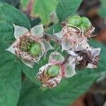 Rubus pruinosus fruit picture by Uta Groger (cc-by-sa)