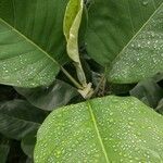 Magnolia delavayi leaf picture by Dieter Albrecht (cc-by-sa)