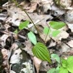 Dioscorea villosa leaf picture by Katryna Rokicki (cc-by-sa)