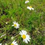 Anthemis arvensis habit picture by Nervik (cc-by-sa)