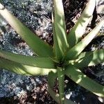 Aloe lutescens leaf picture by Hlaisi Winders (cc-by-sa)