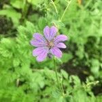 Geranium pyrenaicum flower picture by Ralph Hälbig (cc-by-sa)