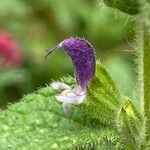 Salvia viridis flower picture by laurent boniface (cc-by-sa)